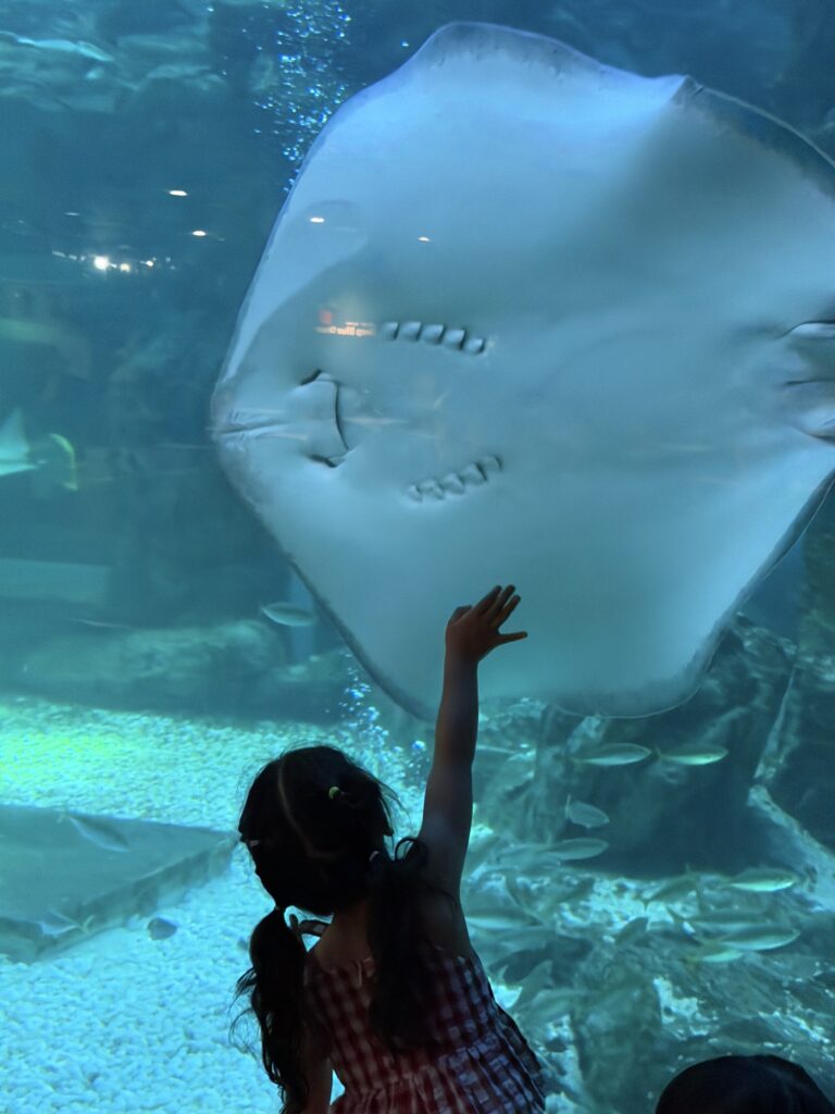 Young child reaching up toward a large stingray in the main tank at Aqua Planet Ilsan