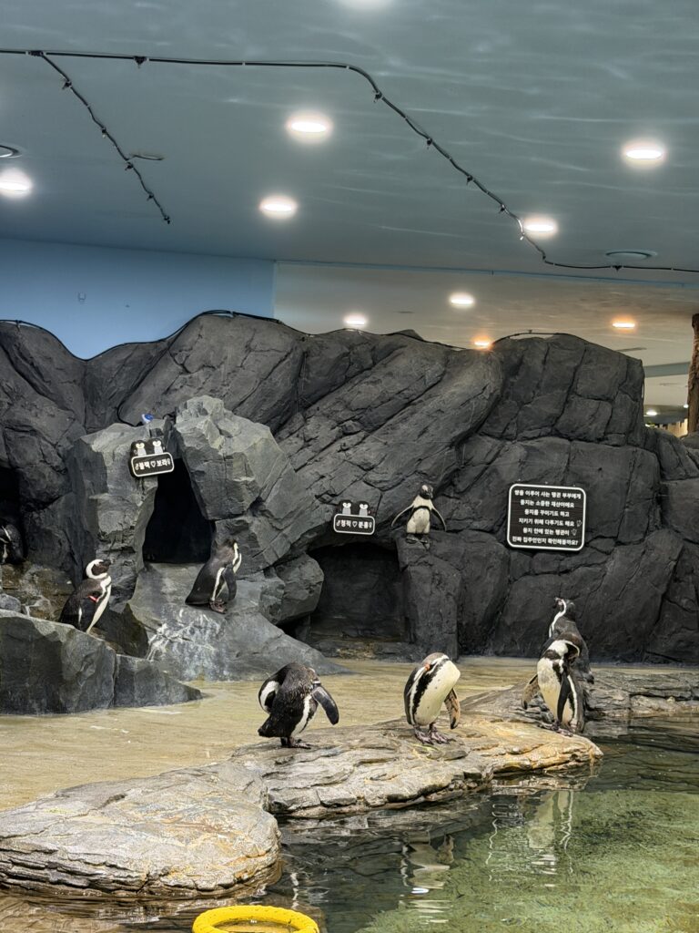 Penguins standing on rocks by the water in the penguin habitat at Aqua Planet Ilsan