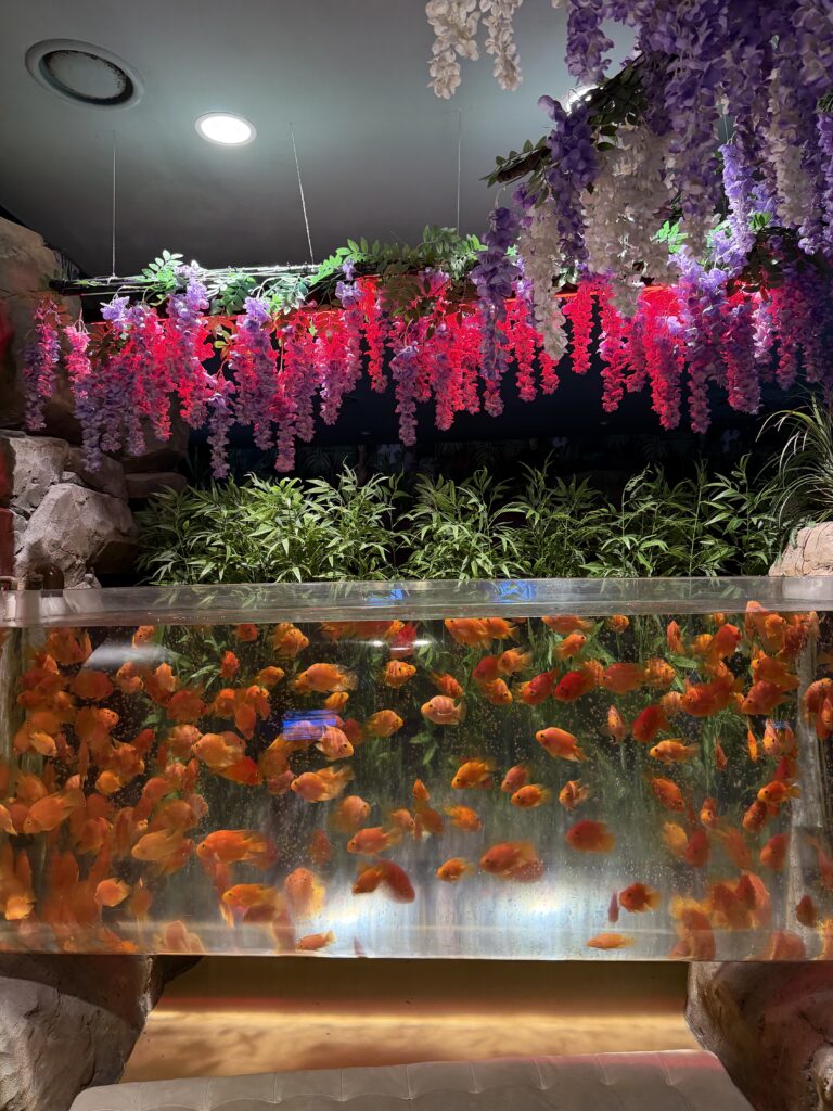 Goldfish tank decorated with hanging wisteria flowers at Aqua Planet Ilsan