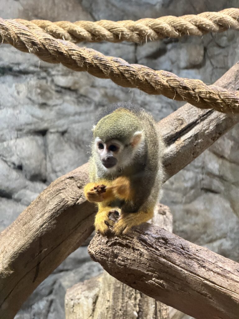 Squirrel monkey holding food while perched on a branch at Aqua Planet Ilsan jungle zone
