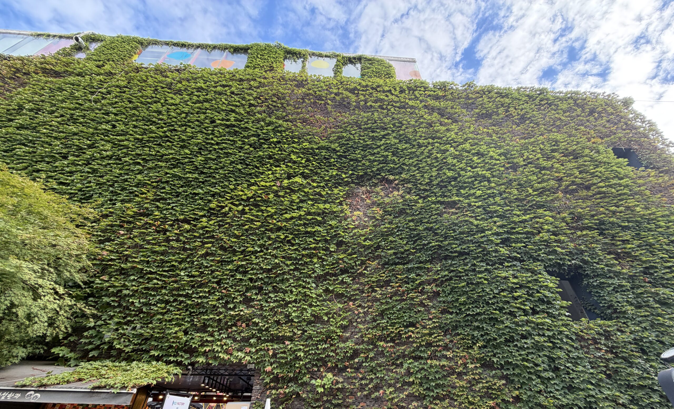 Four-storey brick wall at Ssamzigil in Insadong, Seoul, completely covered in ivy, with a row of coloured windows along the top edge