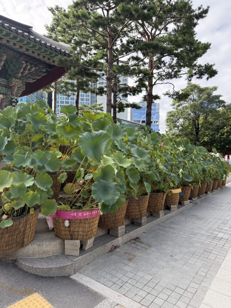 Rows of potted lotus flowers in baskets filling the courtyard of Jogyesa Temple during the summer lotus festival 