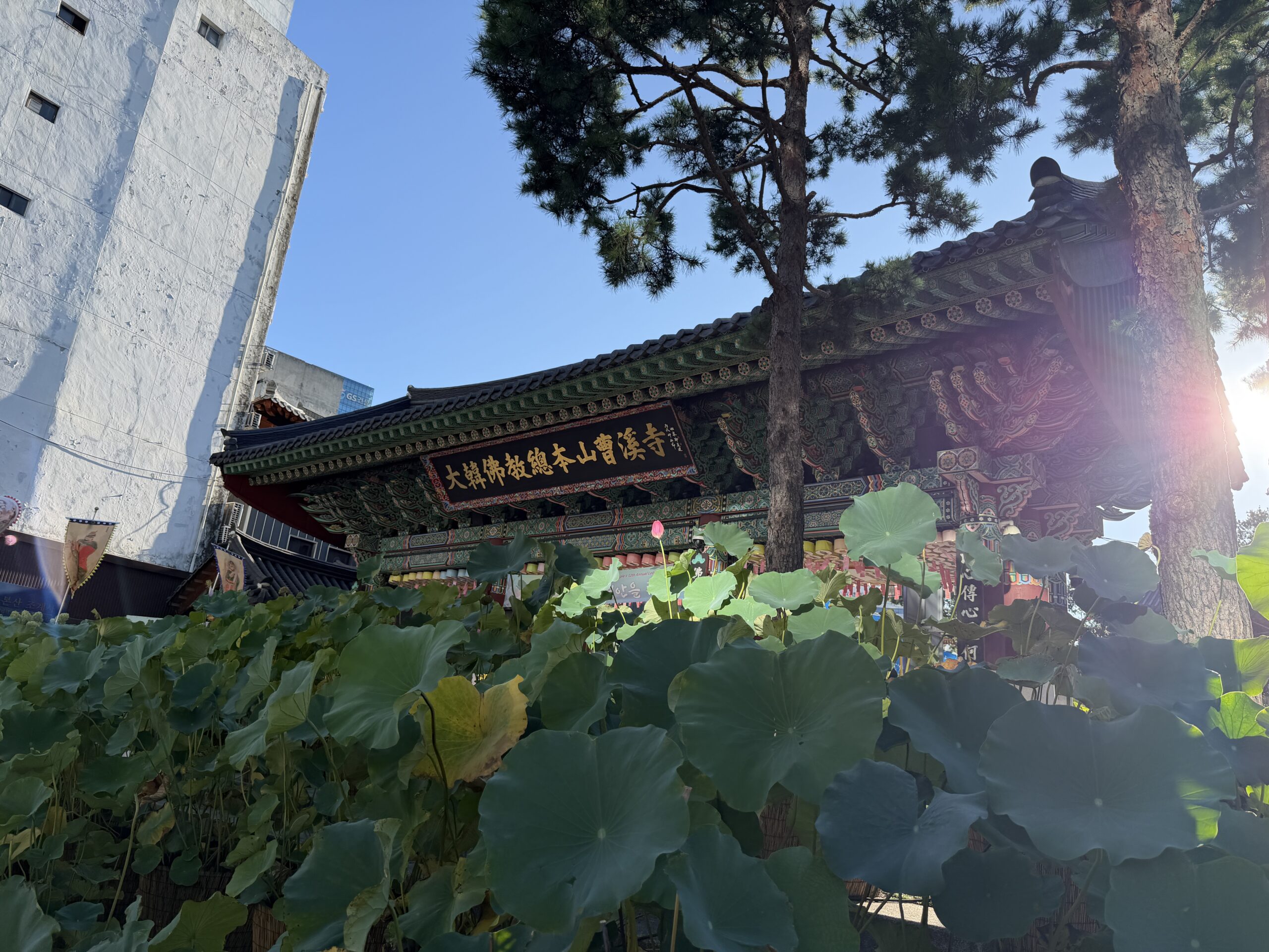Lotus leaves in the foreground with the main hall of Jogyesa Temple behind, its gold plaque lit by morning sun